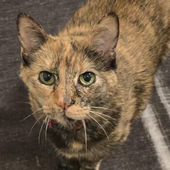 Aeris (bonded with Trinity) -  Domestic Short Hair Cat for Adoption in Naperville, Illinois - Aeris (bonded With Trinity) | PetCurious