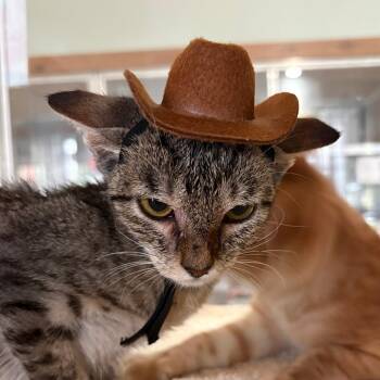 Tiana FKA Taylor -  Domestic Short Hair Cat for Adoption in Leander, Texas - Tiana FKA Taylor | PetCurious