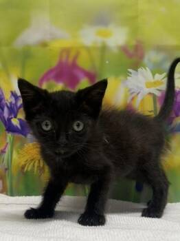 Domestic Short Hair Cats Available for Adoption in San Antonio, Texas - Soju | PetCurious