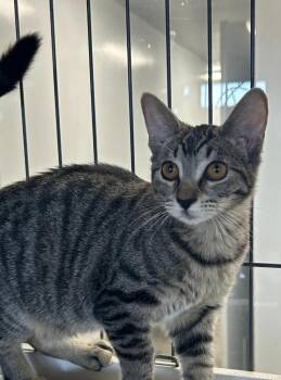 Sunni -  Domestic Short Hair Cat for Adoption in Thousand Oaks, California - Sunni | PetCurious