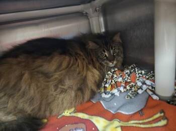 Jagger -  Domestic Long Hair and Domestic Short Hair Cat for Adoption in Westland, Michigan - Jagger | PetCurious