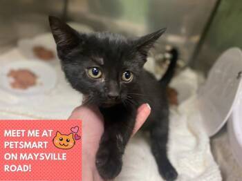 Domestic Short Hair Cats Available for Adoption in Fort Wayne, Indiana - COUNT CHOCULA | PetCurious