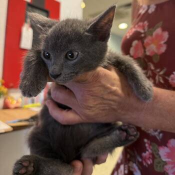 Moe -  Domestic Short Hair Cat for Adoption in Port Charlotte, Florida - Moe | PetCurious
