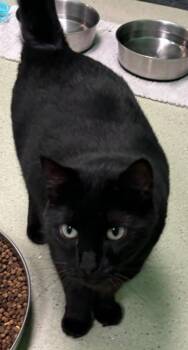 Domestic Short Hair Cats Available for Adoption - Binx (Bond: Oreo) | PetCurious