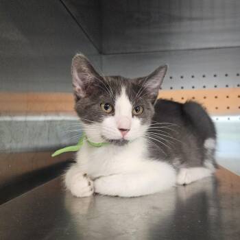 Domestic Short Hair Cats Available for Adoption in Austin, Texas - Sasha | PetCurious