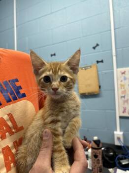 Tate Langdon -  Domestic Short Hair Cat for Adoption in Evansville, Indiana - Tate Langdon | PetCurious