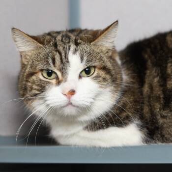 Domestic Short Hair Cats Available for Adoption in Evansville, Indiana - Bella (Isabella) | PetCurious