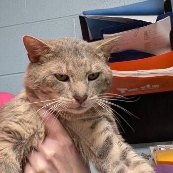 Gano -  Domestic Short Hair Cat for Adoption in Dekalb, Illinois - Gano | PetCurious
