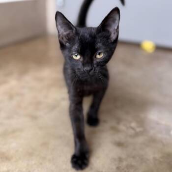 Mario -  Domestic Short Hair Cat for Adoption in Green Bay, Wisconsin - Mario | PetCurious