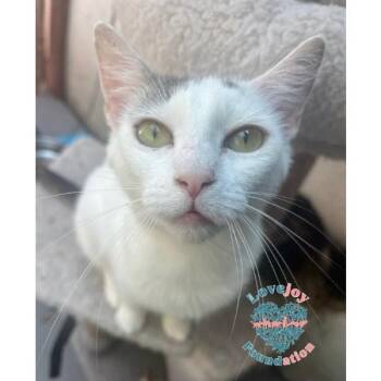 Snowball -  Domestic Short Hair Cat for Adoption in Inglewood, California - Snowball | PetCurious