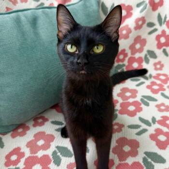 Ember -  British Shorthair Cat for Adoption in Riverwoods, Illinois - Ember | PetCurious