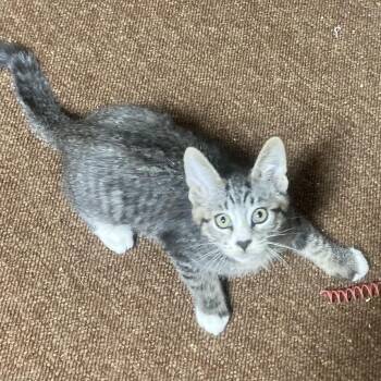 Rescue Domestic Short Hair Cats for Adoption in Portland, Oregon - Oliver | PetCurious