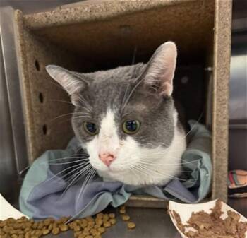 Domestic Short Hair Cats Available for Adoption in Louisville, Kentucky - GOJIRA | PetCurious