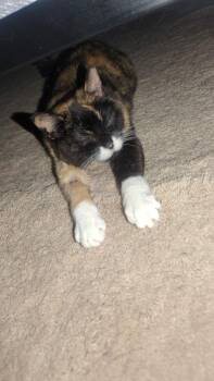 Miss Prissy -  Domestic Short Hair Cat for Adoption in Minneapolis, Minnesota - Miss Prissy | PetCurious