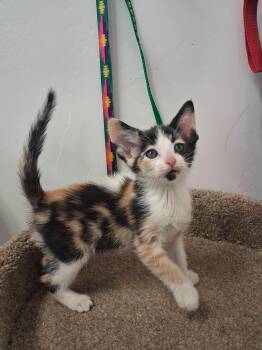 Domestic Short Hair Cats Available for Adoption - Stephanie | PetCurious