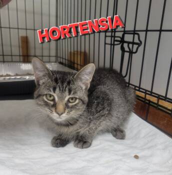 Rescue Domestic Short Hair Cats for Adoption in Rome, Georgia - Hortensia | PetCurious