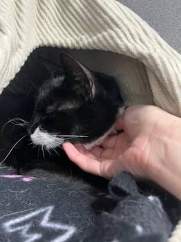 Domestic Short Hair Cats Available for Adoption - Bean | PetCurious