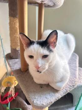 American Shorthair Cats Available for Adoption in New York, New York - Laszlo | PetCurious