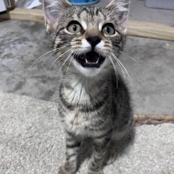 Archie -  Domestic Short Hair Cat for Adoption in Overland Park, Kansas - Archie | PetCurious