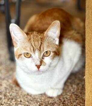 Rescue Domestic Short Hair Cats for Adoption in Dayton, Ohio - Pumpkin Patches | PetCurious