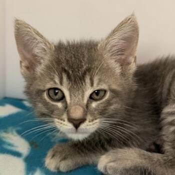 Eek -  Domestic Short Hair Cat for Adoption in Los Angeles, California - Eek | PetCurious