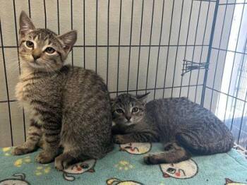 Rescue Domestic Short Hair Cats for Adoption in Baton Rouge, Louisiana - Mouse | PetCurious