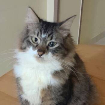 Rescue Maine Coon and Domestic Long Hair Cats for Adoption in Brampton, Ontario - Alvin W. | PetCurious