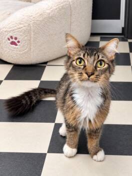 Mysterio -  Domestic Long Hair and Tabby Cat for Adoption in Homer Glen, Illinois - Mysterio | PetCurious