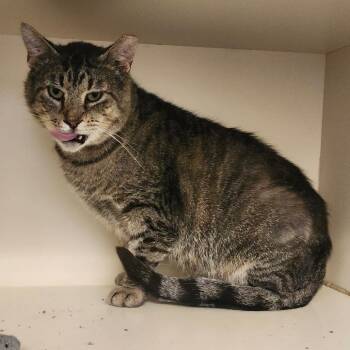 Mr. Thomas -  Domestic Short Hair Cat for Adoption in Dayton, Ohio - Mr. Thomas | PetCurious