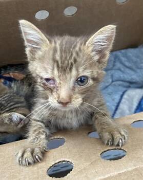KOVU -  Domestic Short Hair Cat for Adoption in Dallas, Texas - KOVU | PetCurious