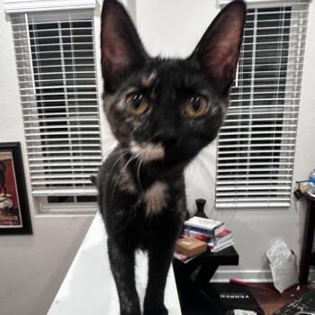 Selena -  Domestic Short Hair Cat for Adoption in League City, Texas - Selena | PetCurious