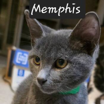 Memphis -  Russian Blue and Domestic Short Hair Cat for Adoption in Waldorf, Maryland - Memphis | PetCurious