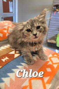 Chloe -  Domestic Medium Hair Cat for Adoption in Sidney, Ohio - Chloe | PetCurious