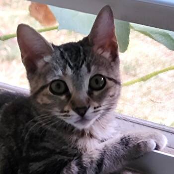 Zach -  Domestic Short Hair Cat for Adoption in Bulverde, Texas - Zach | PetCurious