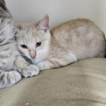 Margarita -  Domestic Short Hair Cat for Adoption in Ridgely, Maryland - Margarita | PetCurious