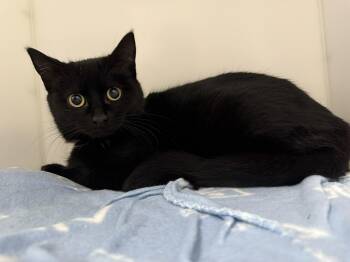 Domestic Short Hair Cats Available for Adoption - Pricilla | PetCurious