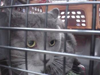 COCO -  Domestic Short Hair Cat for Adoption in Omaha, Nebraska - COCO | PetCurious