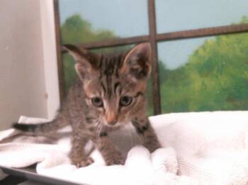 KENNY -  Domestic Short Hair Cat for Adoption in Houston, Texas - KENNY | PetCurious