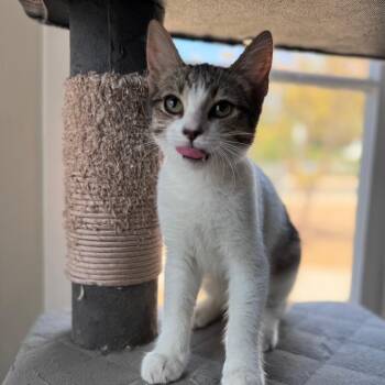Parmesan -  Domestic Short Hair Cat for Adoption in Hemet, California - Parmesan | PetCurious