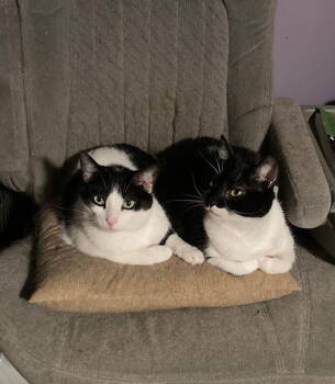 Rescue Domestic Short Hair Cats for Adoption in Macedonia, Ohio - Mervin Bonded With Mindy | PetCurious