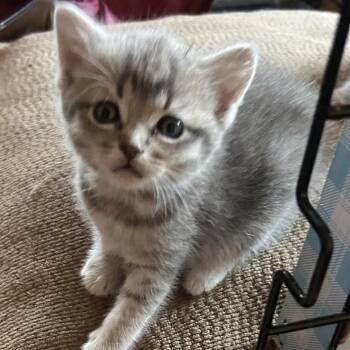 American Shorthair Cats Available for Adoption in Mount Vernon, Arkansas - Cinder | PetCurious