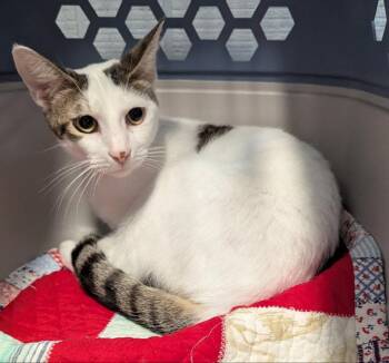 Tyranny -  Tabby and Turkish Van Cat for Adoption in Ocala, Florida - Tyranny | PetCurious