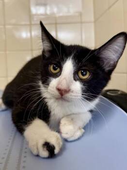 Tico -  Domestic Short Hair Cat for Adoption in San Antonio, Texas - Tico | PetCurious