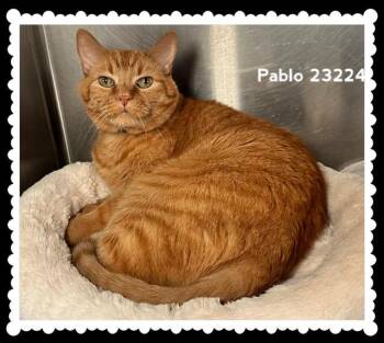 PABLO -  Domestic Short Hair Cat for Adoption in Marietta, Georgia - PABLO | PetCurious