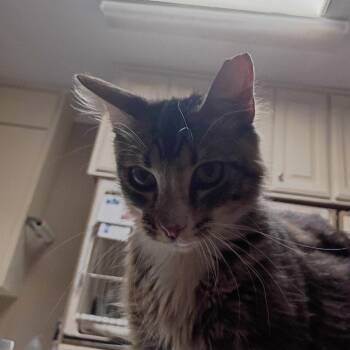 Domestic Short Hair Cats Available for Adoption in Dallas, Texas - Jacob | PetCurious