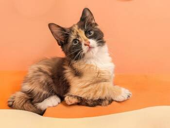 Widget MD -  Calico and Tabby Cat for Adoption - Widget MD | PetCurious