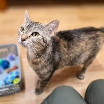 Jazzy -  Domestic Short Hair and Mixed Breed Cat for Adoption in Woodstock, Illinois - Jazzy | PetCurious