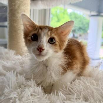 Quinton and Quincy -  Domestic Long Hair Cat for Adoption in Fort Worth, Texas - Quinton And Quincy | PetCurious