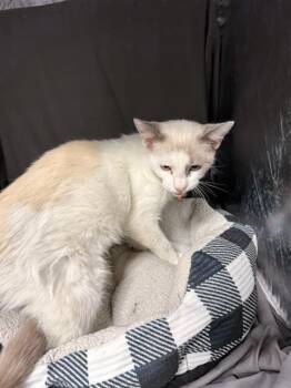 FINN -  Siamese Cat for Adoption in Grovetown, Georgia - FINN | PetCurious