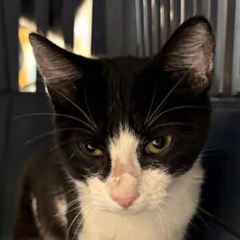 Domestic Short Hair Cats Available for Adoption - Miriam | PetCurious